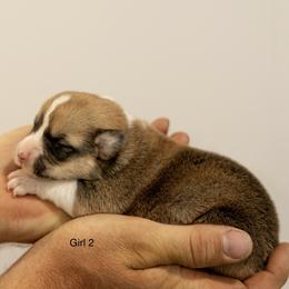 Girl 2 - Red female Pembroke Welsh Corgi puppy in Narvon, Pennsylvania from Corgi Companions (license number 18998)