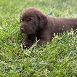 Blue chocolate - Chocolate male Labrador Retriever puppy in Sioux City, Iowa from Brown Dog Acres