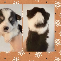 Orange - Black and tan male Pembroke Welsh Corgi puppy in Ocala, Florida from Newlands Insane Danes and Corgis