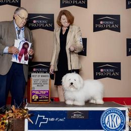 T-Pup - Coton de Tulear