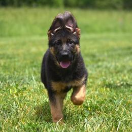 Raclette - Black and red female German Shepherd puppy in Hagerstown, Pennsylvania from Euro Deja
