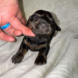 AKC Female 3 - Black and tan female Dachshund puppy in Knoxville, Tennessee from Thea's Puppies