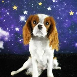 Roxi - Cavalier King Charles Spaniel