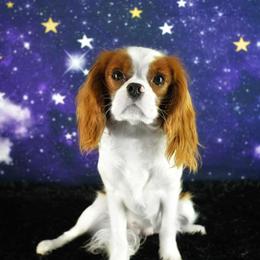 Roxi - Cavalier King Charles Spaniel