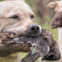 Golden Retrievers and Labrador Retrievers from Bluemittn Retrievers