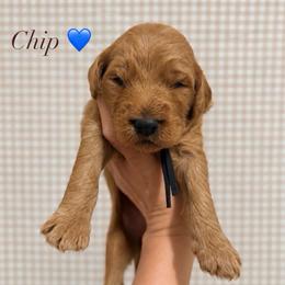 Chip - Red  male Goldendoodle puppy in La Porte, Texas from B+C Doodles
