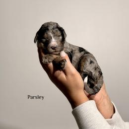 Parsely - Merle male Bernedoodle puppy in Pennsylvania from Bells Bernedoodles