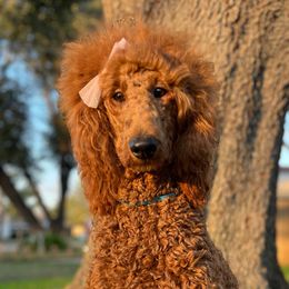 Alegria - Poodle