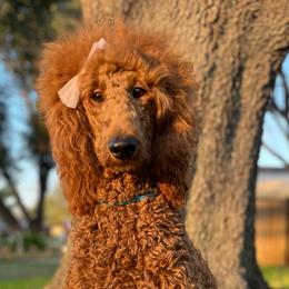 Alegria - Poodle