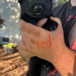 German Shepherd Puppies from Bolwerk’s 3B Acres