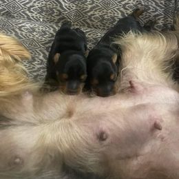 Rottweiler and Yorkshire Terrier Puppies from Superior Family Kennels