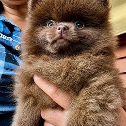 Coco - Chocolate female Pomeranian puppy in Bristol, Connecticut from Mala Poms