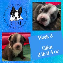 Elliot - Blue male Boston Terrier puppy in Jupiter, Florida from CJM Boston and Boxer Puppies