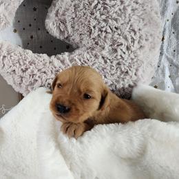 Black collar - Golden male Golden Retriever puppy in Boulder, Montana from Sharee's Golden Retrievers