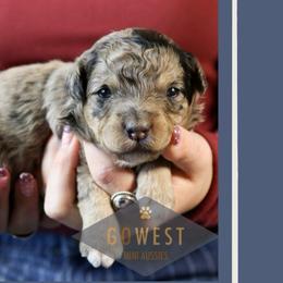 Cash - Blue merle male Aussiedoodle puppy in Salem, Utah from Go West Mini Aussies