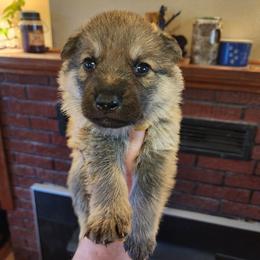 Wizard - Sable male German Shepherd puppy in Hope, Idaho from Fyrestorm Shepherds