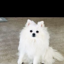 Dior - Pomeranian