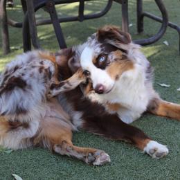 Koda - Australian Shepherd