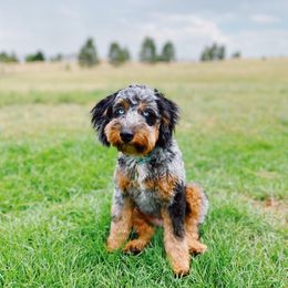 Sedona - Aussiedoodle