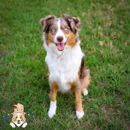 Aggie - Miniature Australian Shepherd