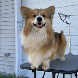 Stacks - Pembroke Welsh Corgi
