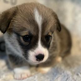 Raj - Pembroke Welsh Corgi puppy from Kenyon Pembroke Welsh Corgis