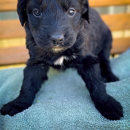 Bernedoodle and Siberian Husky Puppies from Timberline Paws