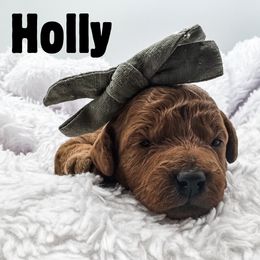 Holly - Red  female Goldendoodle puppy in Eagle Mountian, Utah from The Puppy Family