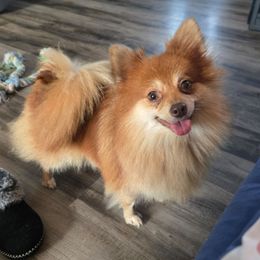 Luna - Orange sable female Pomeranian puppy in Newport News, Virginia from Itty Bitty Poms