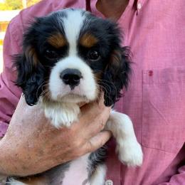 Cavalier King Charles Spaniels from Celtic Star Cavaliers