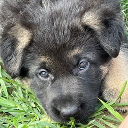 Boy 3 - German Shepherd puppy in New Castle, Pennsylvania from Cricket Acres German Shepherds