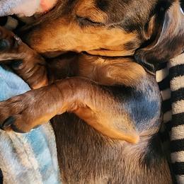 Dachshunds from Thunder Paws