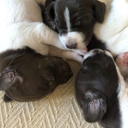German Shorthaired Pointer Puppies from Chasing Kaya