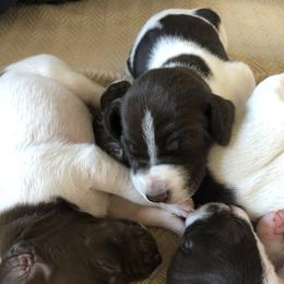 German Shorthaired Pointer Puppies from Chasing Kaya