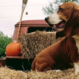 Vialula - Basset Hound