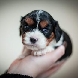 Cavalier King Charles Spaniel Puppies from Cavaliers of House Northup
