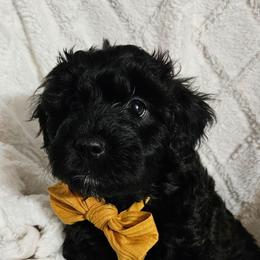 Girl 4 - Black female Whoodle puppy in O'neill, Nebraska from Willowdale Doodles