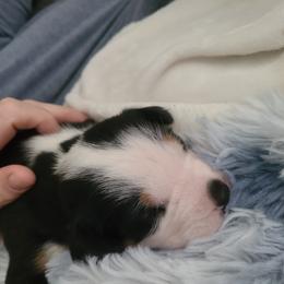 Greater Swiss Mountain Dog Puppies from Hoberg's GSMD