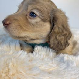 Dachshund Puppies from The Dach House