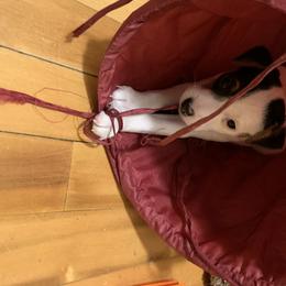 Parson Russell Terrier Puppies from HeartSongs Haven /Northeast Division