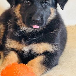 Fiery - Black and tan female German Shepherd puppy in Jennings, Kansas from Lost Creek German Shepherds LLC