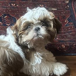Winston - Brindle and white male Shih Tzu puppy in Elma, Washington from Puddle Jumpers Shih Tzus
