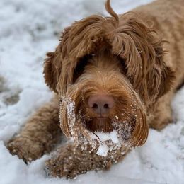 Australian Labradoodles from River's Edge Labradoodles