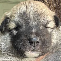 Griffin - Fawn and white male Icelandic Sheepdog puppy in Meadow Bridge, West Virginia from Valhalla Icelandic Sheepdogs