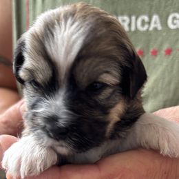 Meg - Chocolate sable female Havanese puppy in Weston, Wisconsin from Tzedek Farm