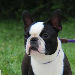 CH Zeke - Boston Terrier