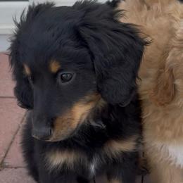 Junior - male Australian Mountain Doodle puppy in Melba, Idaho from Sleepy Hollow Mountain Doodles