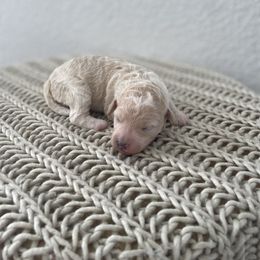 Bernedoodle Puppies from Boutique Bernedoodles & Co.
