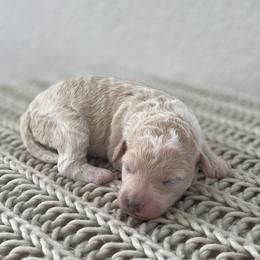 Bernedoodle Puppies from Boutique Bernedoodles & Co.