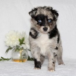 Aussiedoodle and Australian Shepherd Puppies from Mr and Mrs Doodle Farm